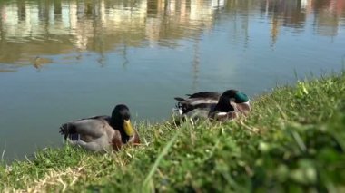 Water 's Edge' de uyuyan ördekler. Water 's Edge' de uyuyan ördekler. Mallard Duck - Anas Platyrhynchos. Göl kıyısındaki Yeşil Çimlerde Dinlenen İki Vahşi Ördek.