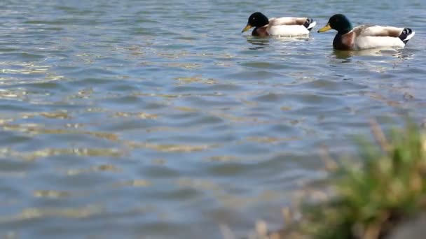 スローモーションで穏やかな水の上に浮かぶ2つの野生のアヒル マラードダック アナスPlatyrynchos 晴れた日に湖でアヒルが泳ぐ — ストック動画