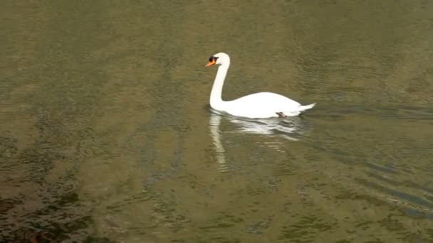 スローモーションで黄金の池で泳ぐ白白鳥の反射 優雅な白鳥の水に浮かんでいます リップル水を横切る白い白鳥 — ストック動画
