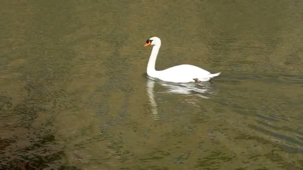 Reflet Cygne Blanc Nageant Sur Étang Doré Ralenti Cygne Gracieux — Video