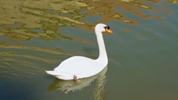 Cygne blanc dans une eau verte ondulée - Mouvement lent. Cygne gracieux flottant sur l'eau. White Swan Gliding Across Ripple Water .