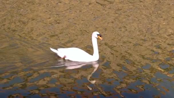 Cisne Gracioso Flutuando Água Câmera Lenta White Swan Gliding Através — Vídeo de Stock