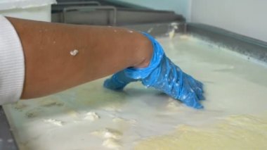 Süt Santralinde Süt Kaymağını Sıyıran Kadın İşçi - Video Montaj. Süt bitkisi işçisi kremalı (pıhtılaşmış krema) ayrıştırma üretim hattı. Süt Ürünleri Üretim Tesisi.