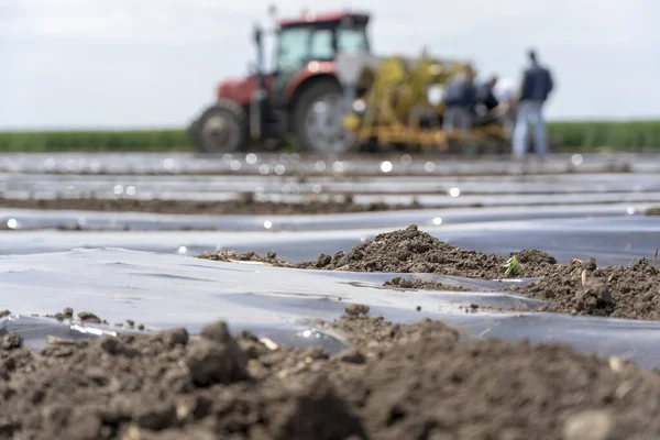 Landwirt Installiert Tropfband Bewässerung Unter Plastikmulch Auf Einem Gemüsebeet Traktor — Stockfoto