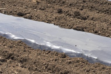 Çiftlik arazisinde plastik gübreyle kaplanmış sebze yatakları. Plastik Malç Altında Drip Bant Sulama Sebze Yatağına Kuruluyor. Tarımsal plastik gübre otların büyümesini önlemek ve topraktan su kaybını azaltmak için kullanılır.. 