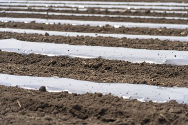 Biyolojik çözünebilir plastik gübre filmleriyle kaplı Sebze Yatakları olan tarım arazisi. Plastik Malç Altında Drip Bant Sulama Sebze Yatağına Kuruluyor. Plastik gübre otların büyümesini önlemek ve topraktan su kaybını azaltmak için kullanılır.. 