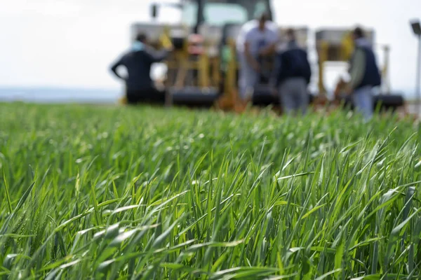 Сельскохозяйственный Трактор Работающий Зеленом Пшеничном Поле Группа Неузнаваемых Людей Работающих — стоковое фото