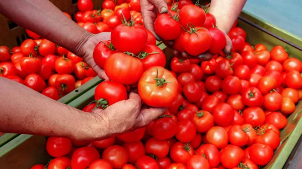 Tomato Harvest Αγρότες Χέρια Φρεσκοκομμένες Ντομάτες Δύο Αγρότες Που Κρατούν — Φωτογραφία Αρχείου