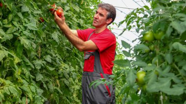 Polytunnel 'de Domates Yetiştiren Olgun Domatesler - Sera Çiftliği. Çiftçi Domates Kalitesini Kontrol Ediyor. Serada Çalışan Bir Adamın Portresi. Sebze Yetiştirme. 