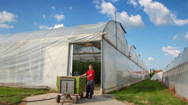 商業温室農場でトマト栽培者の肖像画 新鮮なトマトを収穫したプラスチック製のクレートの横にあるポリトンネルの前に立つ農家 野菜栽培 — ストック写真