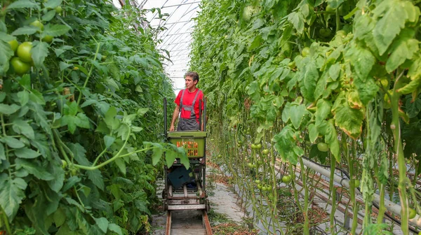 トマト栽培者がポリトンネルでトマトを収穫 温室農業 商業温室で働く農家 農家のトマト狩り 野菜栽培 — ストック写真
