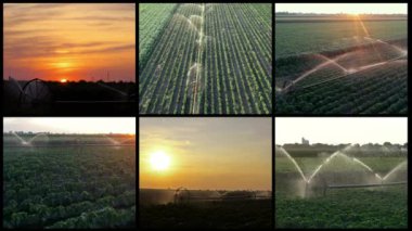 Sulama Alanının Üzerinde Güzel Günbatımı - Çoklu Ekran Videosu. Sulama Sistemi Sunset 'teki bir tarlada yetişen mahsulün üzerine su püskürtüyor. Tarım Sulama Sistemi Sulama Biber Alanı - Hava Görünümü.