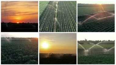 Sunset - Multi Screen Video 'daki Tarlada Sulama Suyu Yetiştirme Suyu. Tarım Tarlalarının Üzerinde Güzel Günbatımı. Tarım Sulama Sistemi Sulama Biber Alanı - Hava Görünümü.