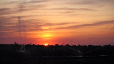 Sulama Suyu Söndürme Sistemi Sunset 'teki bir tarlada yetişen mahsulün üzerine... Yavaş Hareket. Tarım Tarlalarının Üzerinde Güzel Günbatımı. Tarım Sulama Sistemi Sulama Biber Alanı.