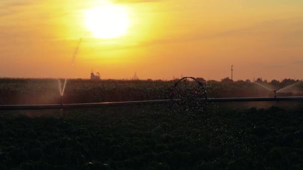 Sistema Riego Pulverización Agua Sobre Cultivo Campo Atardecer Cámara Lenta — Vídeo de stock