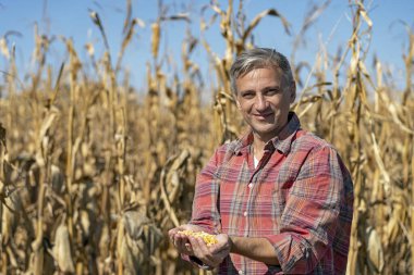 Cornfield 'da bir çiftçinin portresi Taze hasat edilmiş mısır taneleriyle. Çiftçinin Elleri Hasat Edilmiş Tahıl Tanesi. Ellerinde mısır taneleriyle Mutlu Çiftçi Kameraya bakıyor .