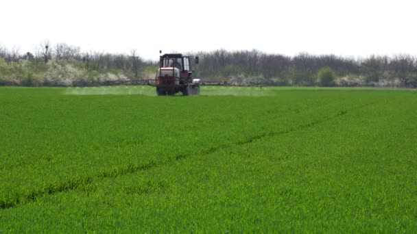 用拖拉机喷雾器翻滚绿小麦 耕作拖拉机喷出绿色麦田 用杀真菌剂喷小麦 小麦田里喷洒农药的拖拉机 — 图库视频影像