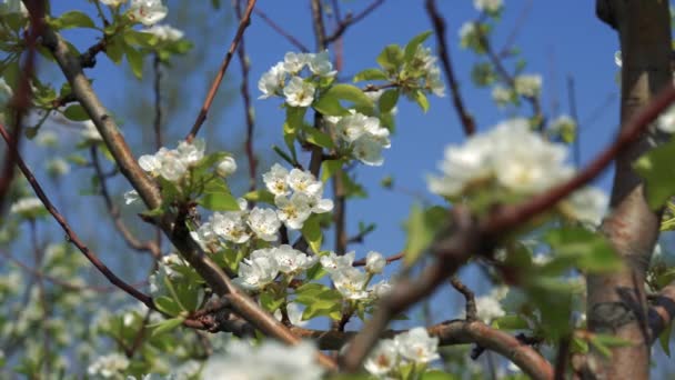 Blooming Pear Trees in Orchard. Honey Bees Pollinating Blooming Orchard. Beau jardin fruitier au printemps .
