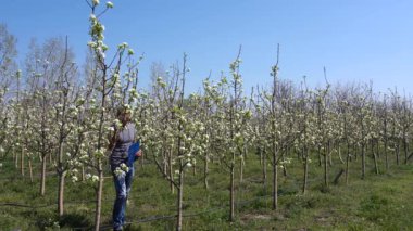Meyve Bahçesinde Yürüyen Çiftçi, Çiçekteki Armut Ağaçlarının Durumunu Kontrol Ediyor. Agronomist Çiçek Bahçesinde Panoya Yazıyor.