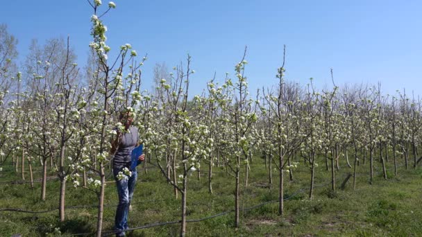 Meyve Bahçesinde Yürüyen Çiftçi Çiçekteki Armut Ağaçlarının Durumunu Kontrol Ediyor — Stok video