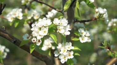 Bal Arısı Nektar Topluyor ve Pear Blossoms in the Breeze 'den Polen - Slow Motion Stock Video. Armut Çiçeği - Beyaz Armut Çiçeklerine Yaklaş Ağaçta Çiçek Açan.