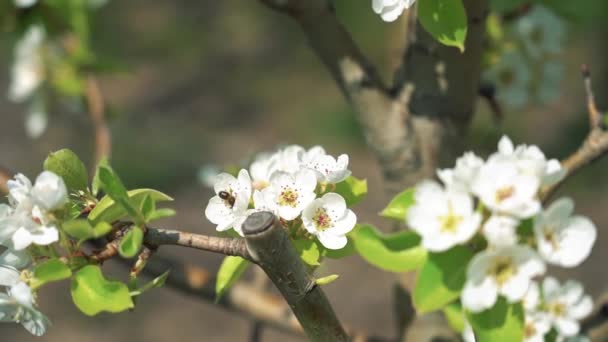 Pracující Včela Sbírání Výstřihu Pylu Bílé Hrušky Kvetoucí Květiny Pomalý — Stock video
