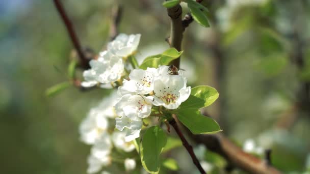 Slow Motion Flying Worker Honey Bee Pyl Legs Pear Blossom — Stock video