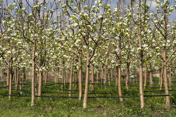 Kwitnące Gruszki Sadzie Kroplowe Nawadnianie Drzew Owocowych Wiosenna Scena Kwitnącym — Zdjęcie stockowe