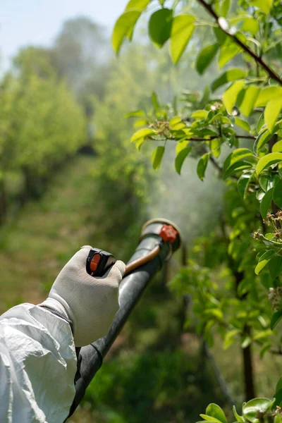 Farmer\'s Hand Spraying Orchard With Atomizer Sprayer. Farmer Spraying Orchard in Springtime. Farmer Sprays Trees With Toxic Pesticides or Insecticide.