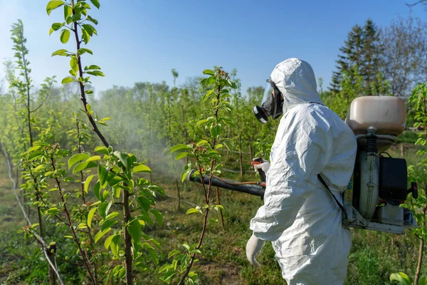 Farmer in Coveralls With Gas Mask Spraying Orchard With Backpack Atomizer Sprayer. Farmer in Personal Protective Clothing Spraying Orchard in Springtime. Farmer Sprays Trees With Toxic Pesticides or Insecticide.