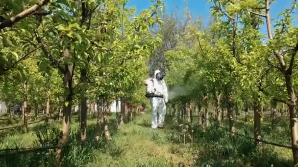 无人机在果园中的低空飞行 护具中的农民喷洒果园 园圃喷施 春季农民喷施化学药剂的梨园 — 图库视频影像