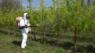 Gaz Maskeli Çiftçi Atomizer Spreyle Meyve Spreyi. Baharda Kişisel Koruyucu Ekipman Meyve Bahçesi İşçisi.