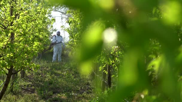 Obstplantagen Sprühen Bauer Sprüht Birnenplantagen Frühling Mit Chemikalien Mann Anzügen — Stockvideo