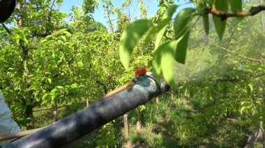 Yavaş çekimde püskürtme başlığı püskürtme meyve bahçesi - Yakın çekim. Yavaş Çekimde Sprey Meyve Bahçesi Çiftçi Baharda Kimyasallarla Armut Bahçesi Spreyor.