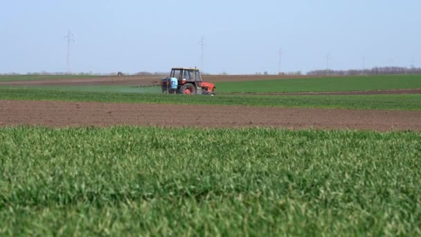 Tarım Traktörü Baharda Yeşil Buğday Tarlası Buğdaya Mantar Ilacı Sıkmak — Stok video