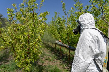 Kişisel Koruma Aletleri Bahçesinde Sırt Çantası Atomizer Spreyli Adam. Baharda Gaz Maskeli Örtülü Adam Bahçesi 'nde. Çiftçi ağaçlara zehirli böcek ilacı ya da böcek ilacı sıkıyor.