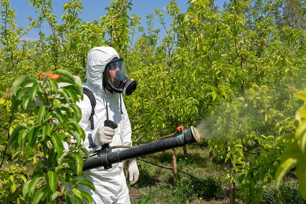 Farmer in Coveralls With Gas Mask Spraying Orchard. Man in Personal Protective Equipment Spraying Orchard With Backpack Atomizer Sprayer in Springtime. Farmer Sprays Trees With Toxic Pesticides or Insecticide.