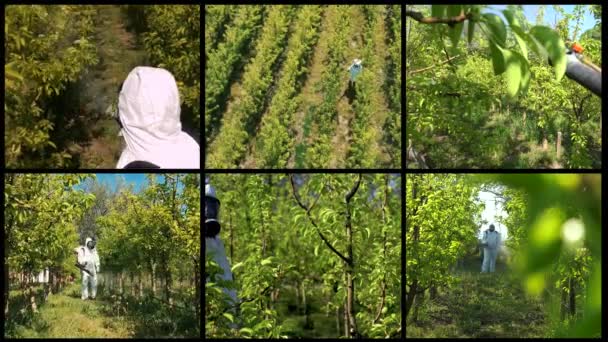 Farmer Kombinéze Plynovou Maskou Spraying Orchard Rozprašovačem Multi Screen Video — Stock video