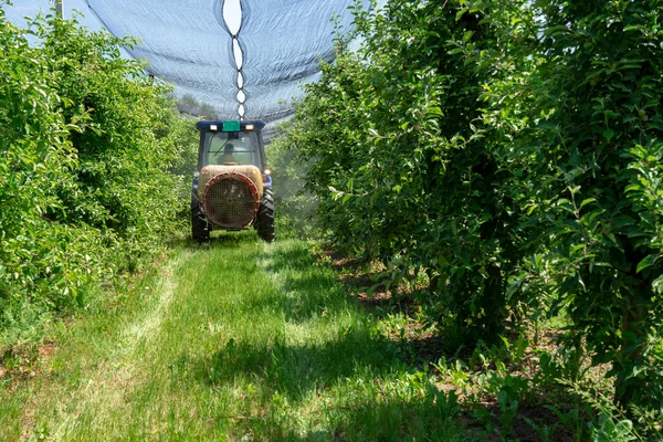 Traktor Postřik Apple Stromy Sadu Pokryté Krupobití Ochranných Sítí Farmer — Stock fotografie
