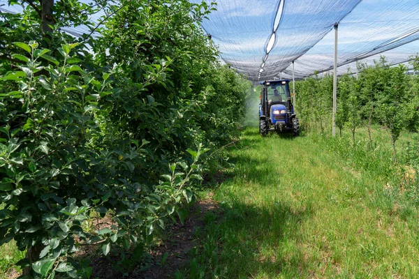 Tractor Spraying Trees Apple Orchard Covered Hail Protection Nets Farmer — Stock Photo, Image