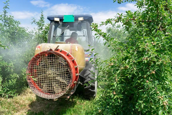 Трактор Распыляет Инсектицид Фунгицид Apple Orchard Распыляющий Туман Трактором Фермер — стоковое фото