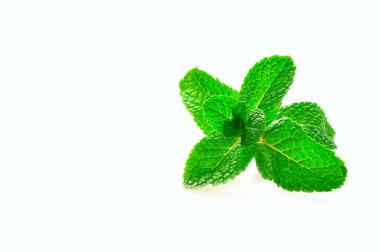 Beyaz bir arka plan üzerinde taze nane Şubesi