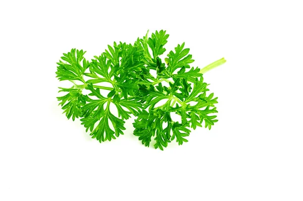 Parsley branch isolated — Stock Photo, Image