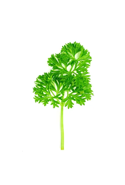 Parsley branch isolated — Stock Photo, Image