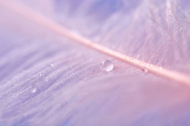 renkli tüyler üzerinde çiy damlaları. soyut arka plan yakın çekim