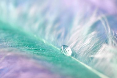 renkli tüyler üzerinde çiy damlaları. soyut arka plan yakın çekim