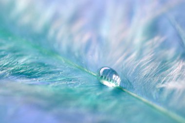 renkli tüyler üzerinde çiy damlaları. soyut arka plan yakın çekim