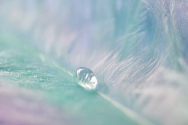 renkli tüyler üzerinde çiy damlaları. soyut arka plan yakın çekim