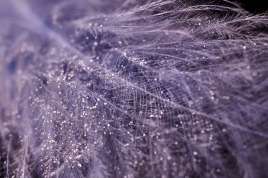 renkli tüyler üzerinde çiy damlaları. soyut arka plan yakın çekim