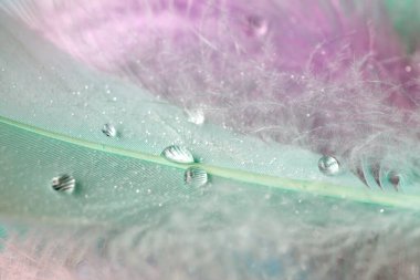 renkli tüyler üzerinde çiy damlaları. soyut arka plan yakın çekim